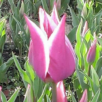あおい 最近モテる 夢をやたらみる 相手は知らない人だったり芸能人だったりたくりんだったり 欲求不満か でも目覚めの気分がいいのでよしとします 夢 夢占い 毎晩の楽しみ あおい 最近モテる 夢をやたらみる 相手は知らない人だったり芸能人だったりたくりんだったり 欲求不満か でも目覚めの気分がいいのでよしとします 夢 夢占い 毎晩の楽しみ