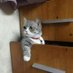 funny clip Animals (@pets_site) Twitter profile photo funny clip Animals (@pets_site) Twitter profile photo