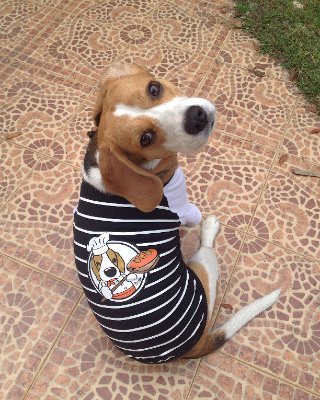 My name is Cutie. Born on July 25, 2014. Chiangmai, Thailand. Love food, dogs and people.IG: @cutiethebeagle FB:cutiethebeagle
