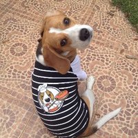 Cutie The Beagle(@ChutiprapaL) 's Twitter Profile Photo