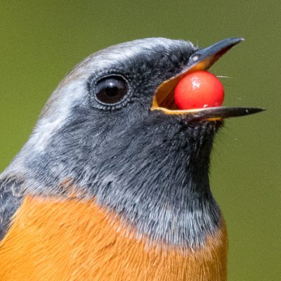 身近に見られる鳥、普通種の野鳥、都市鳥(urbanbird)の撮影と観察。🦆※ツイートは観察と考察に基づきますが、間違いだったり誇張した表現をする場合が有ります ※一部に虫などの捕食シーンを含む画像があります ※写真は管理人が撮影したものです ※写真は創作物や模写の為の資料としてご利用いただけます。