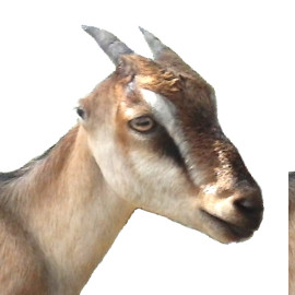 GoatsLive's profile picture. It's a rough world out there. Take a break from all the bad news, and enjoy our stress-free  live goat feed, and tons of cute goat videos and photos!