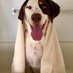 Your Happy Pet (@yourhappypet1) Twitter profile photo Your Happy Pet (@yourhappypet1) Twitter profile photo