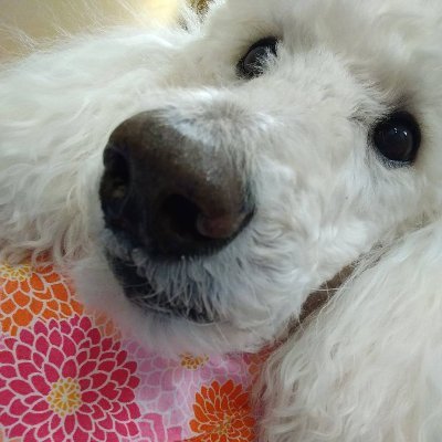 Smile_Dottie's profile picture. Registered Pet Partner Therapy 🐩.  I loved to volunteer at the University PAWS. I love Gopher 🏀, dog parks & tap rooms. 7/5/2009-9/6/2020
