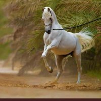 ثامر الشايوش (@thameeer2020) 's Twitter Profile Photo ثامر الشايوش (@thameeer2020) 's Twitter Profile Photo
