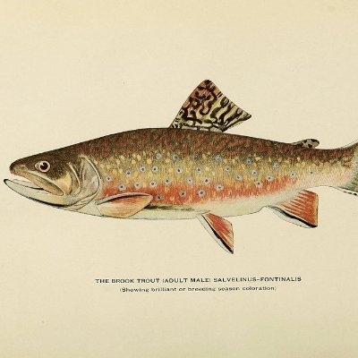 Fish science for the angling community
https://t.co/n5y8epIaVq