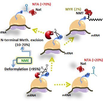 Giglione-Meinnel lab@ Shared interests on N-terminal protein modifications both in prokaryotes and eukaryotes. NME, Acetylation and Myristoylation