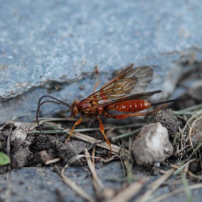 Research. Papers on beans and worms. Flies a drone.