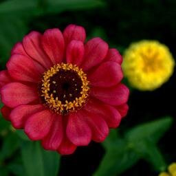 Krishfia's profile picture. A Traveler.