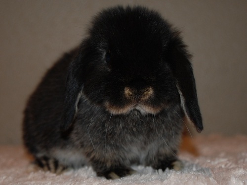 hollandlopbunny's profile picture. Breeding Holland Lop bunnies for show and wonderful loving pets.