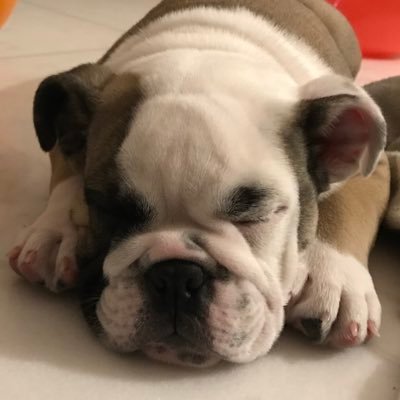 Puppy English Bulldog. I love sleeping and being with my human kids. I am three months old