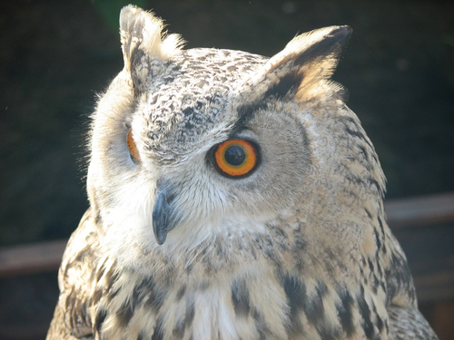 molyomoto's profile picture. 宙返りはもう無理怖い。
ミミズクはマジイケメン。
毎日脊髄反射で生きてます。