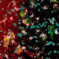 Collins Lab (@collinsflylab) Twitter profile photo