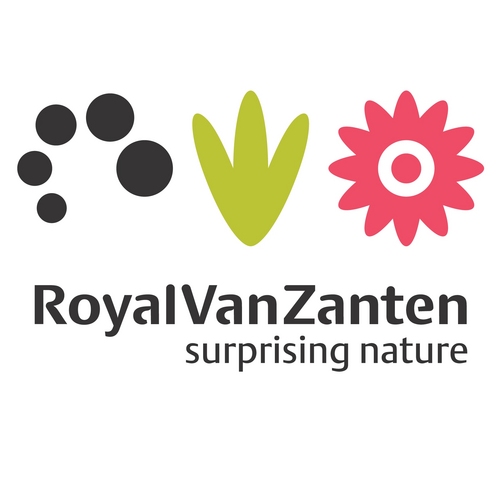 Van Zanten Cuttings (locatie Valkenburg), onderdeel van Royal Van Zanten, veredelt en vermeerdert snijchrysanten. Onze lijfspreuk: Suprising Nature!