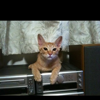 ToshihideMinami's profile picture. 大阪府在住 父方は十津川村出身。祖母の兄が北海道へ渡ったそう。新しいことを発見出来たら楽しい事この上ない。自分がこの世からいなくなって、誰かが気にかけてくれたら嬉しい。

サブ垢　み～はん十津川＠天誅組探究