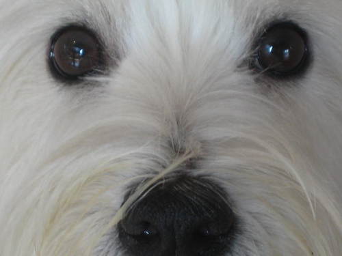 annkorodaifuku's profile picture. フォークソング🎵わんこ・お笑い大好きです。よろしくお願いしますm(__)m ブログ良かったら遊びに来てくださいね～ ２匹のウエスティの娘達に癒される毎日を過ごしています