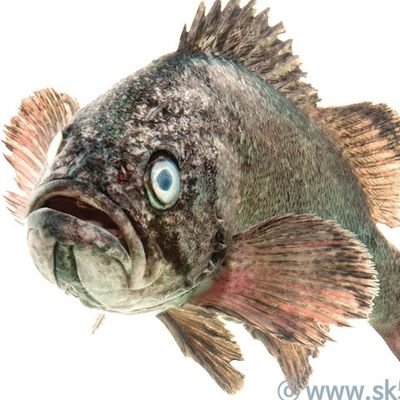 ggwangwoorukdda's profile picture. 정치계,동물계,리트윗봇