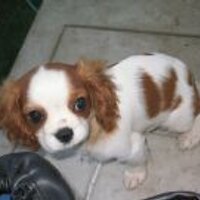 しんでこい (@sinde51) 's Twitter Profile