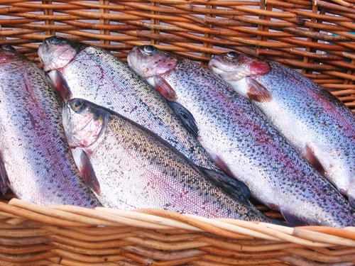 BessyBeck's profile picture. Welcome to Bessy Beck, we are a family run trout fishery with three lakes, a fish farm where we rear our trout.  a tea room, farm shop and a tackle shop.