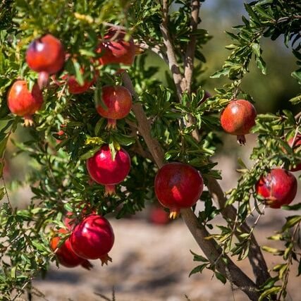 دوستدار طبیعت. دغدغه مند هوای سرزمین مردان دلاور، سرزمین نخل ها.خوزستان