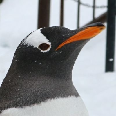 aki_arare's profile picture. ペンギンと北海道
ジェンツーペンギンが大好き。