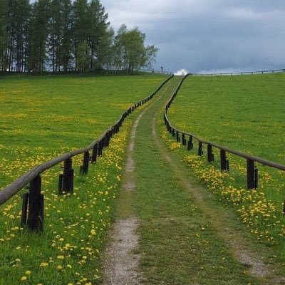 netenging's profile picture. 