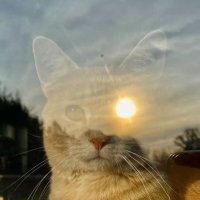 bindlanmış xref (@tyftgr) 's Twitter Profile