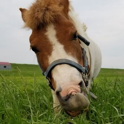 千葉県北西部でポニーと暮らしています🐴

馬なんて、全く縁が無かったのに、急に飼うことになりました。馬小屋、運動場など頑張ってDIY！
おかげでDIYに目覚めそうです(笑)

最近ボードゲームにはまってます🎲
ワカプレが好きです！

よろしくお願いします(^-^)

#リクガメ
#爬虫類
#両生類
#馬