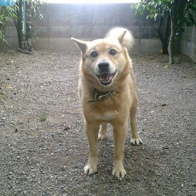 chirochannel_'s profile picture. ばあちゃんとの日常や、ばあちゃんの料理、高知の名所やグルメ、情報等公開してます。⁡
 SNSリンクは↓から。

https://t.co/LRHg9qatUt

           https://t.co/77WpNGfYkX