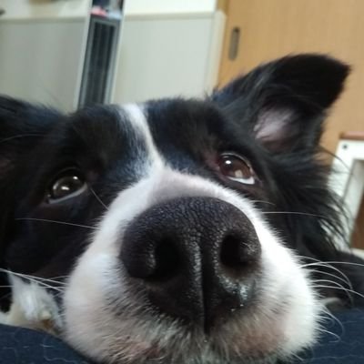 shiomonaca's profile picture. もなか(ボーダーコリー)、シジミ(ブチ)、ちまき(ハチワレ)
白黒の動物達のポンコツ飼い主です。