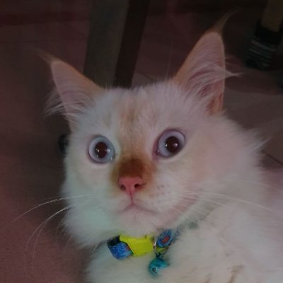 ciktam2020's profile picture. saya Cik Tam walaupun saya putih 😹