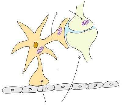 Investigating mechanisms driving the deleterious impact of diabetes on brain structure, metabolism and function