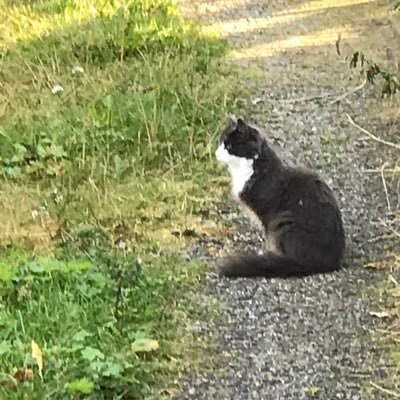 tullipan41's profile picture. Glad i Norge.