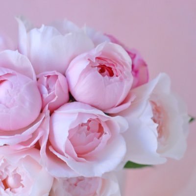 ピンクの花図鑑 Byフローラフローラ スプレーバラを1本 マトリカリアを1本 それでこのアレンジができてます 明るい春の太陽みたい スレ欄にお花をどう切り分けたか写真載せます 見てね お買い物の途中でお花屋さんを見かけたら ちょっと買っ ピンクの花図鑑 Byフローラフローラ スプレーバラを1本 マトリカリアを1本 それでこのアレンジができてます 明るい春の太陽みたい スレ欄にお花をどう切り分けたか写真載せます 見てね お買い物の途中でお花屋さんを見かけたら ちょっと買っ