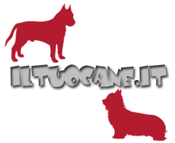 iltuocane's profile picture. Iltuocane.it e' il nuovo portale cinofilo per chi cerca un amico a 4 zampe e vuole saperne di piu' e chi alleva. Tante informazioni utili e pratiche .