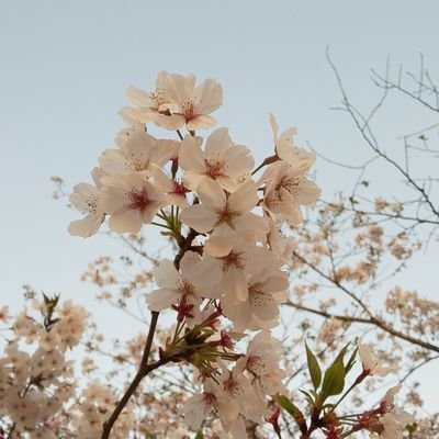 Yuuka11195128's profile picture. 無言フォローすみません🙇