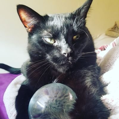 I am a majestic black cat from Brooklyn. I am named after a Vedic demon who took over the world! Send gifts. 🐱 Wishlist: https://t.co/6Wf6dKixS1