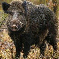 Volker Geiter (@geitervolker) Twitter profile photo