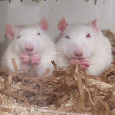 neurallee's profile picture. 