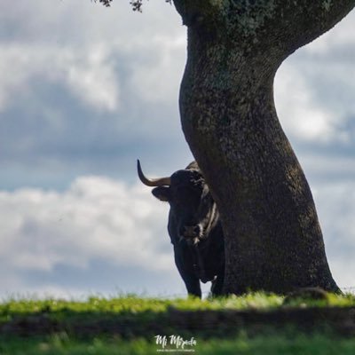 El futuro pertenece a quienes creen en la belleza de sus sueños