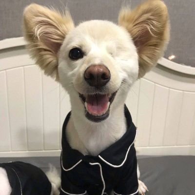 ShivaayShivom's profile picture. 