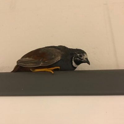 quail_button's profile picture. I am a button quail in a chicken loving world. I may not be the brightest bird, but I sure do have fun!