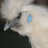 WhatTheCluck's profile image