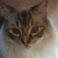 BobbiG62 (@bobbig62) 's Twitter Profile