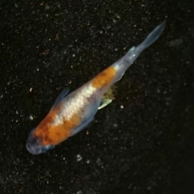 メダカ 朝倉 めだか倶楽部 福岡県 朝倉市 熊谷 Dmykqioppcm3ns4 Twitter メダカ 朝倉 めだか倶楽部 福岡県 朝倉市 熊谷 Dmykqioppcm3ns4 Twitter