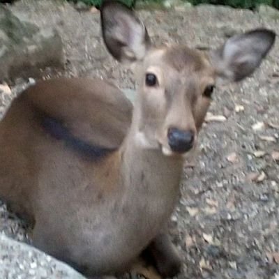 奈良公園の鹿が、観光客のプラゴミを食べて死んでしまうケースが増えています。鹿せんべいとトングを持って奈良公園を回り、来る日も来る日もゴミを拾いつつ、やってくる鹿には鹿せんべい。
「早くチョーダイ🦌さっさとチョーダイ‼️」と鹿せんべい売り場でお尻を鹿に噛まれ、頭突きされ、前足蹴りされながら、今日も奈良公園を経巡ります。