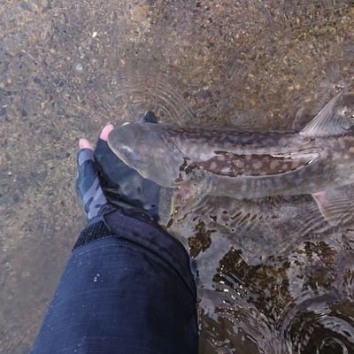 鱒釣りのマー君 十和田湖 サクラマス キャッチできて良かった 十和田湖 レイズ セオリー マレク 釣り 渓流 釣り トラウト サクラマス ヤマメ イワナ ヒメマス Fishing Lovefishing Lurefishing Troutfishing Trout Salmon T