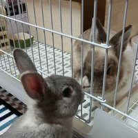 コロ🐰たぬき🐰ライ🐰 (@tanuki_coro_lai) 's Twitter Profile