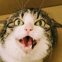 ねこ (@houlmzndb3313o4) 's Twitter Profile