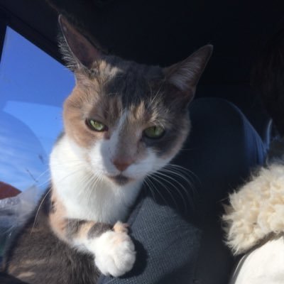 poetryheckler's profile picture. blowtorch realism for just pennies a day.

I heckle poets, and also everything before the main feature